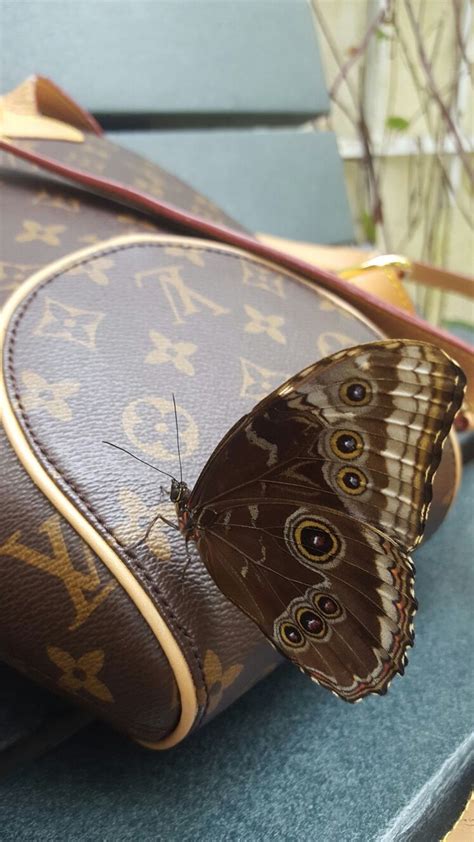 butterfly.lv|butterfly lv instagram.